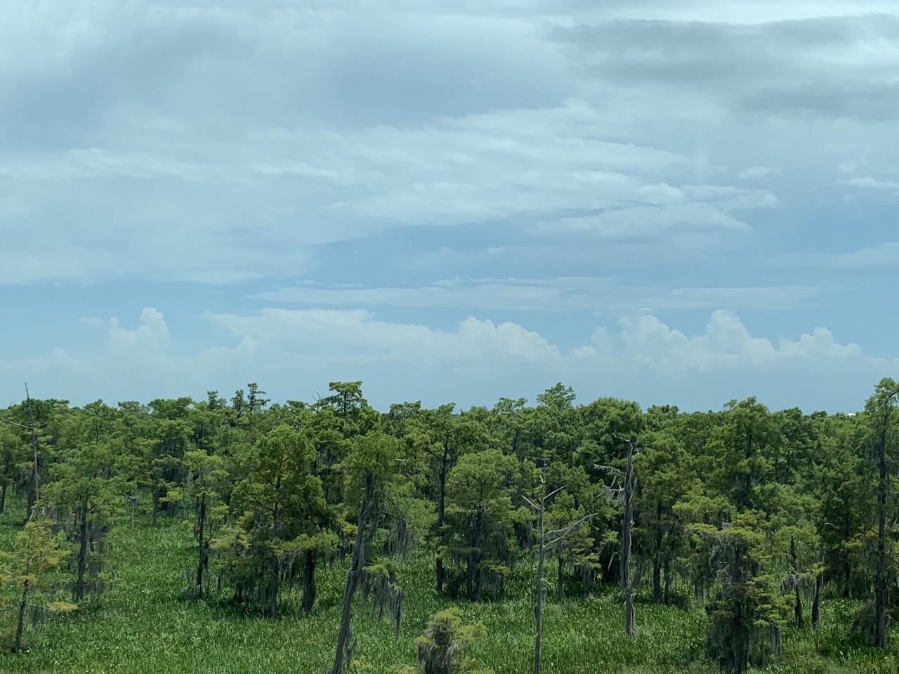 Trees in Destrehan