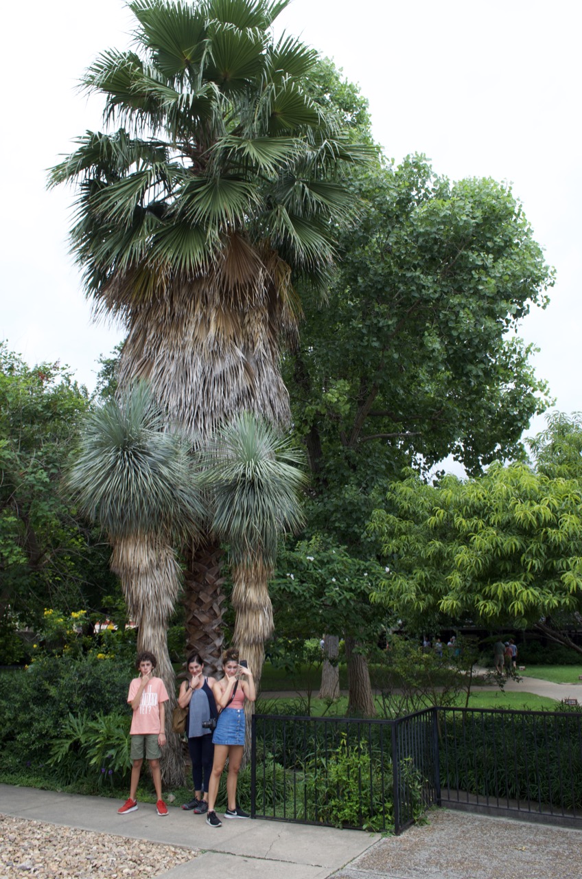 Bearded palms