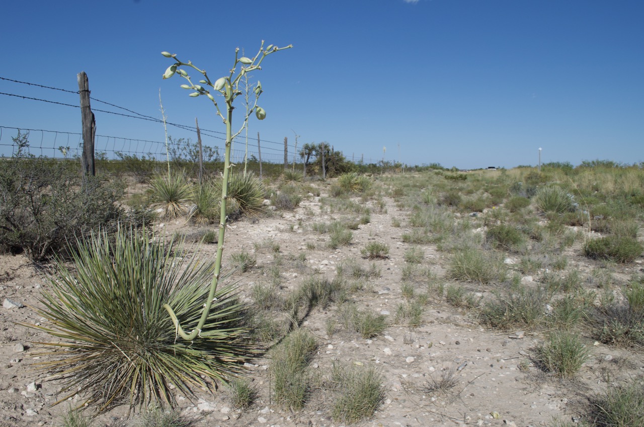 Desert plant