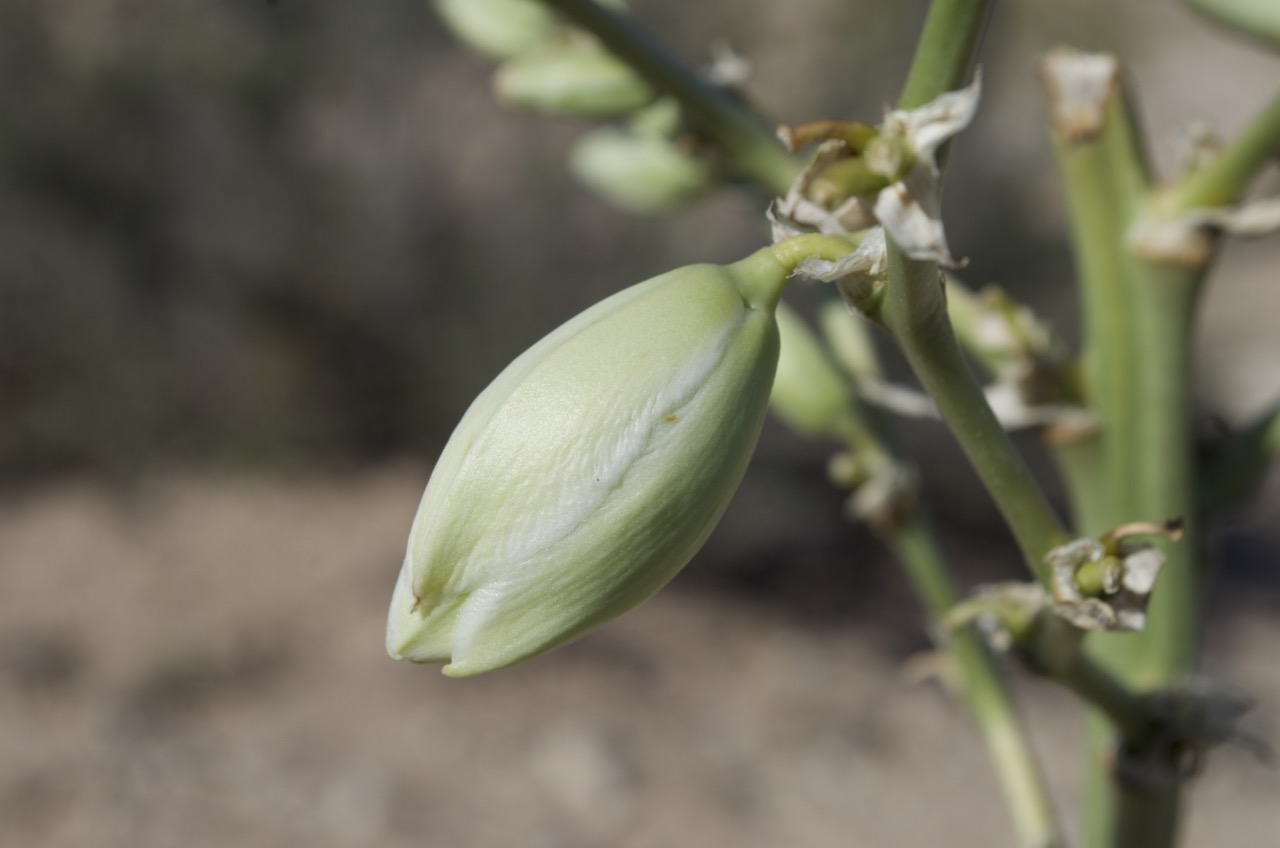 Desert plant bloom