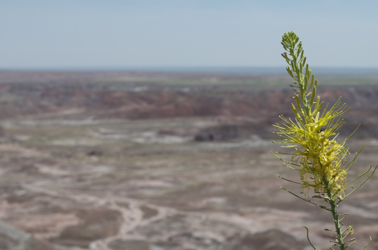 Desert Flower