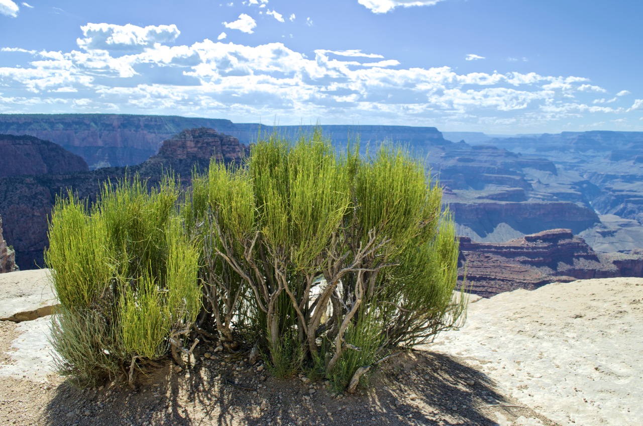 Grand Canyon foliage.