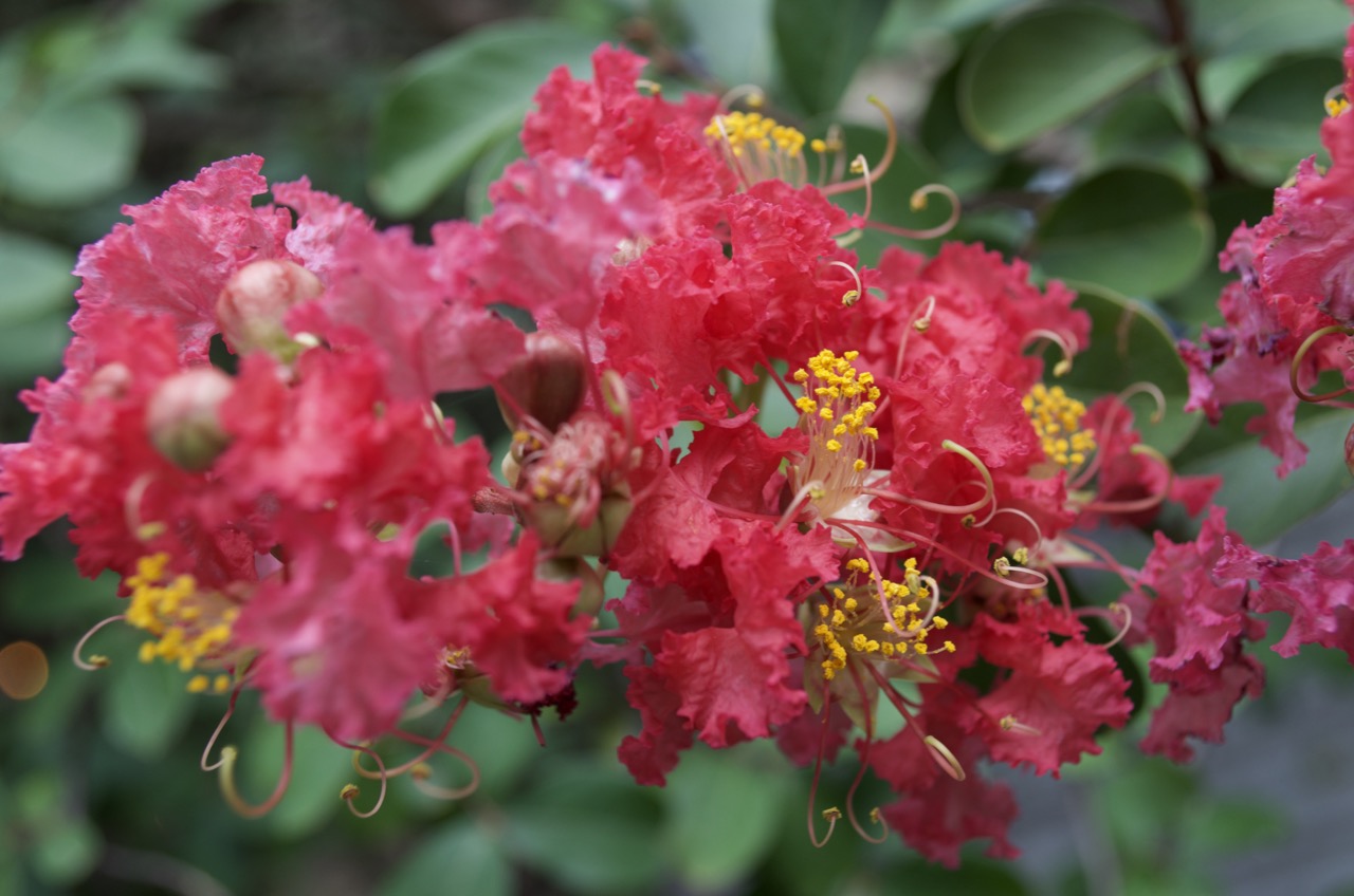 More beautiful flowers along the river