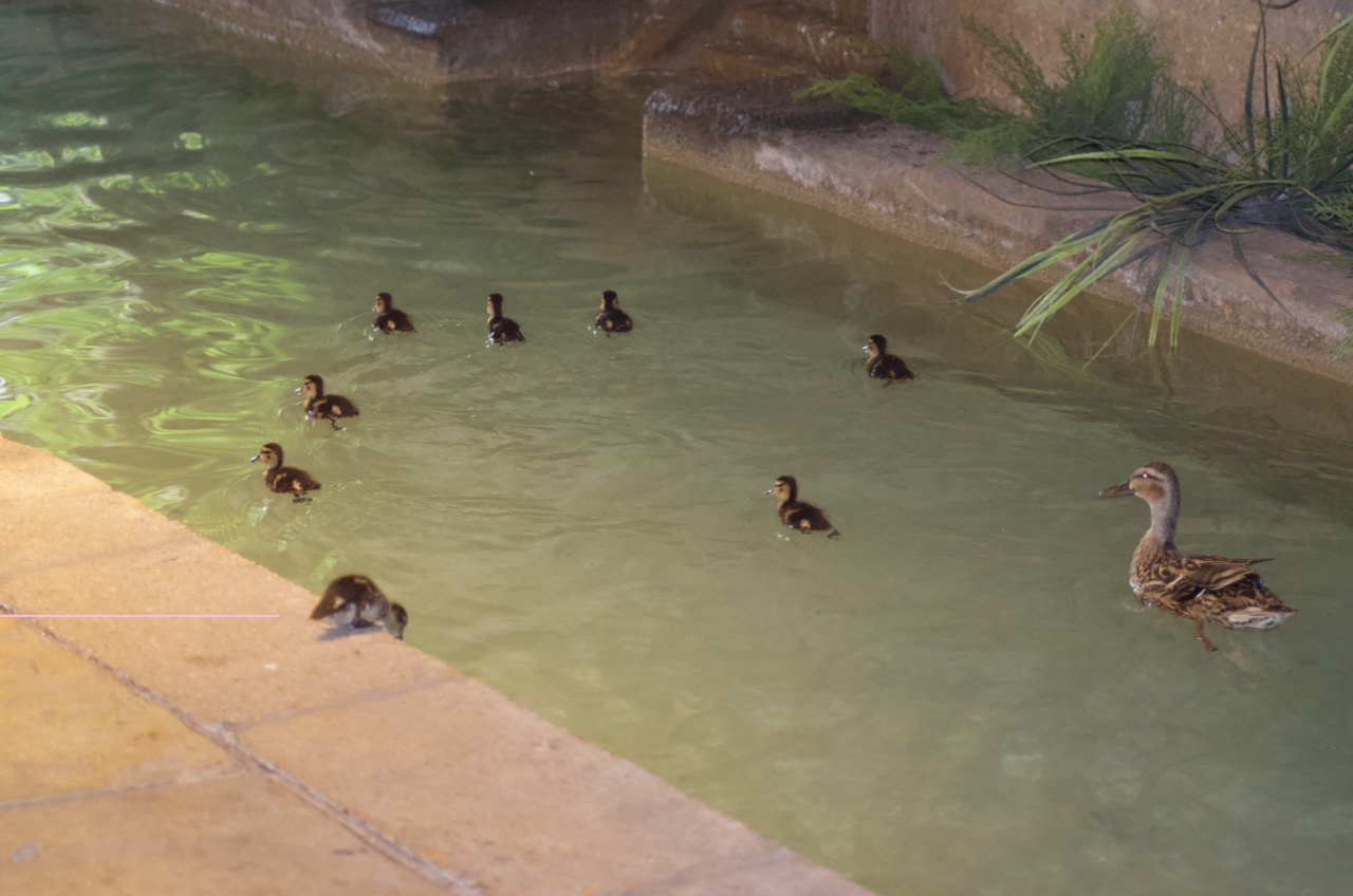 Mamma duck and babies