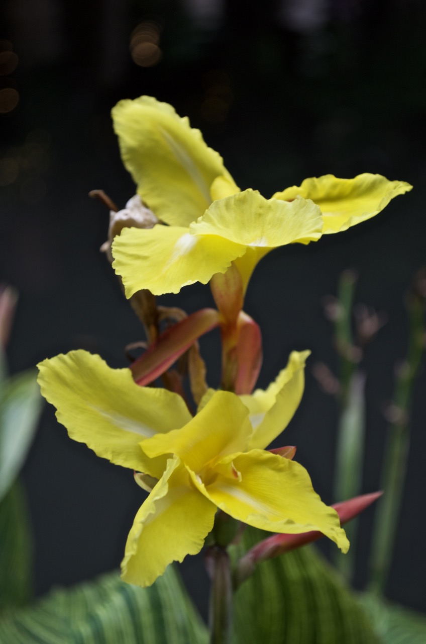 Yellow Canna Lily