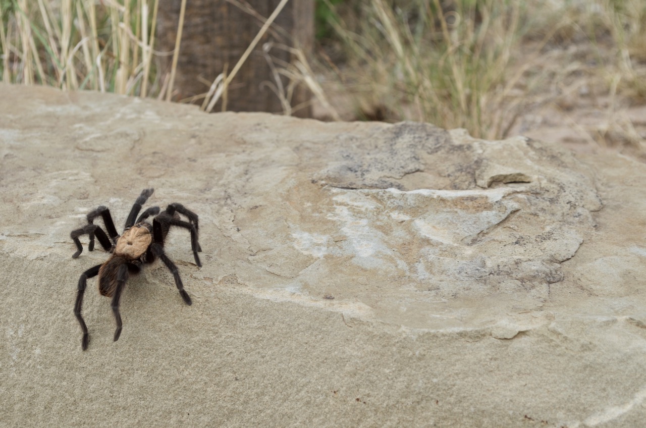 Tarantula