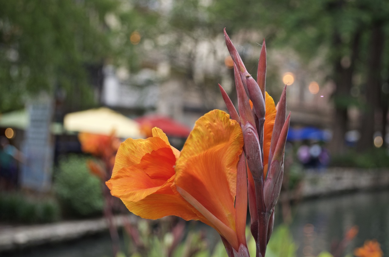 Orange Canna