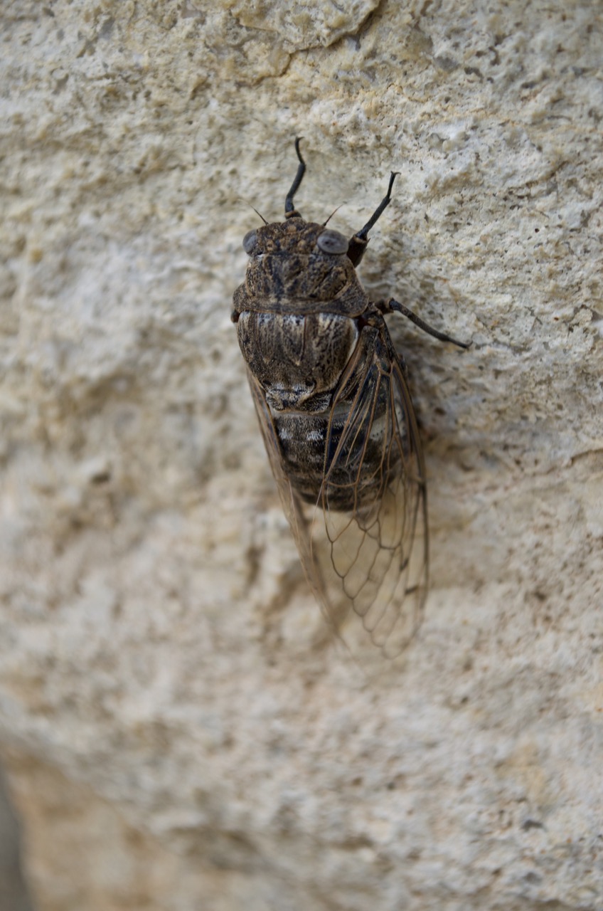 Cicada