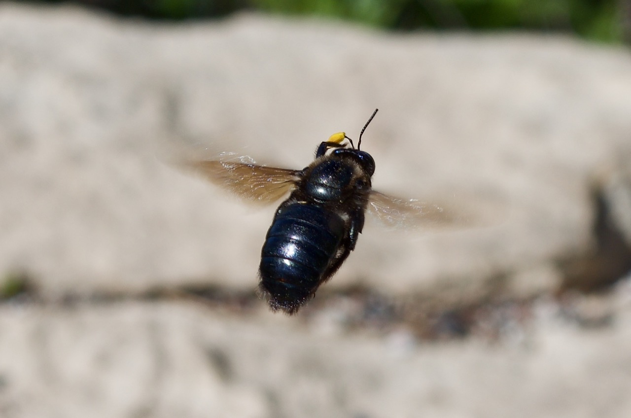 Don't know what this guy is, but it was very curious about us.