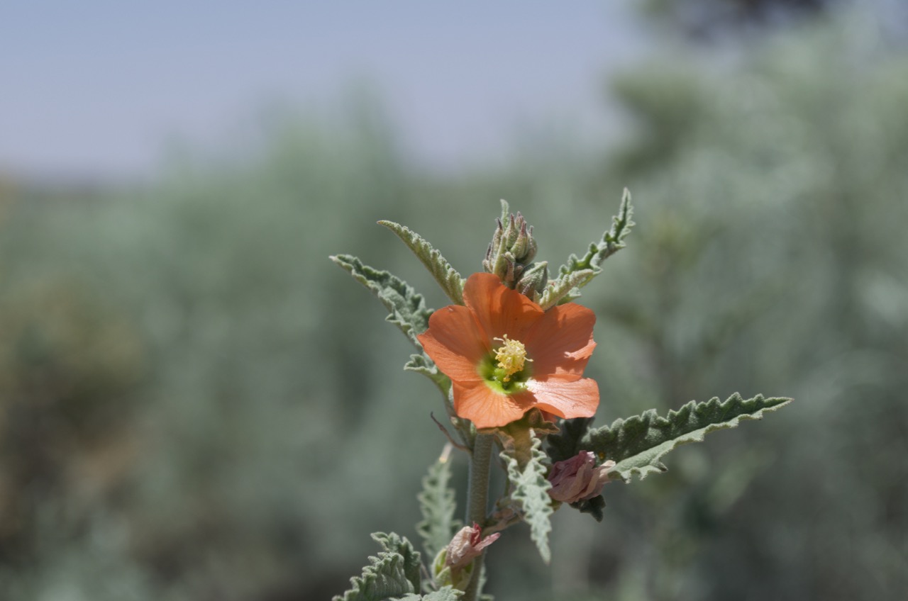 Orange desert flower