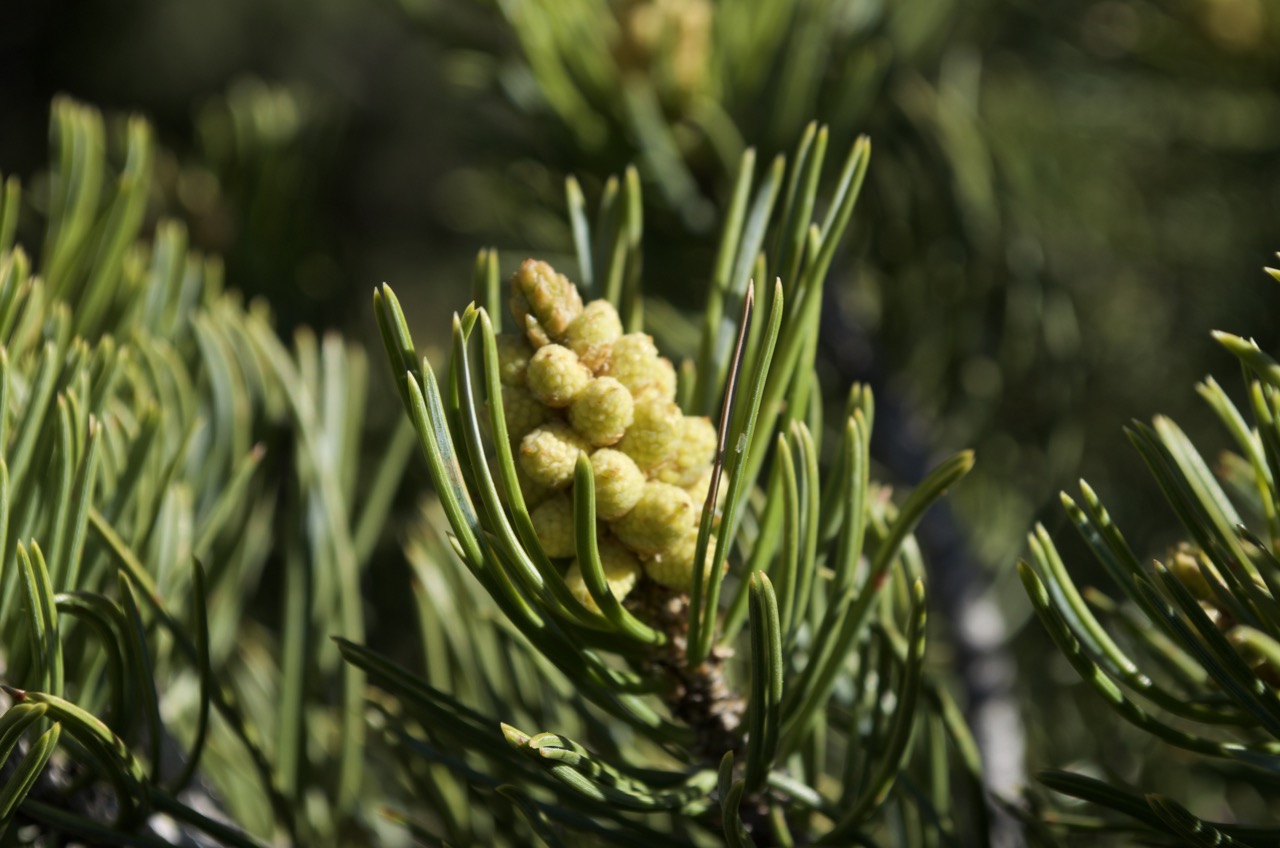 Conifer bloom.