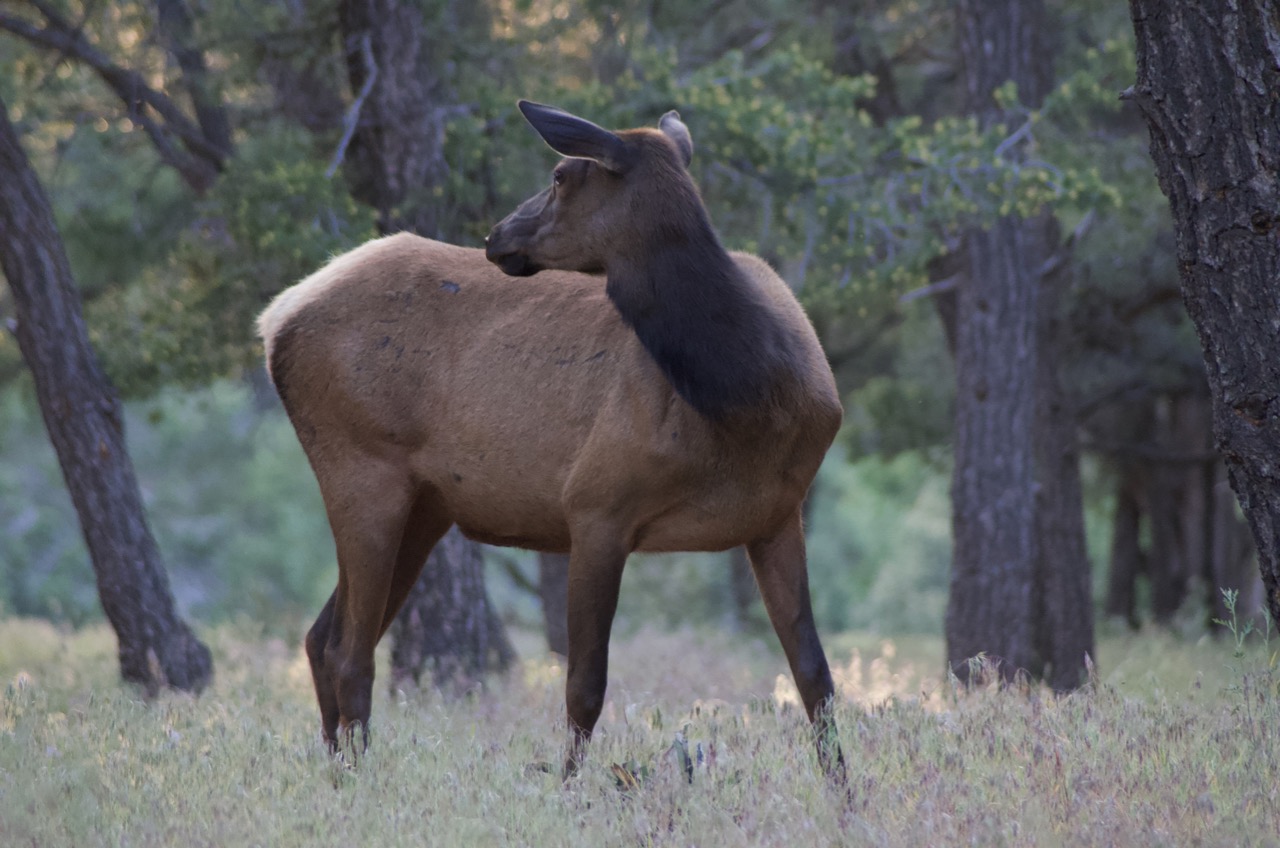 Elk.