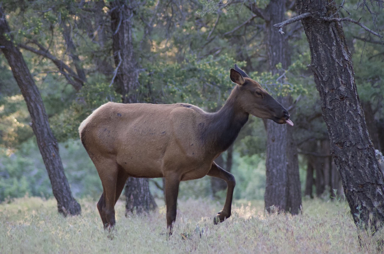 Foraging elk found something.