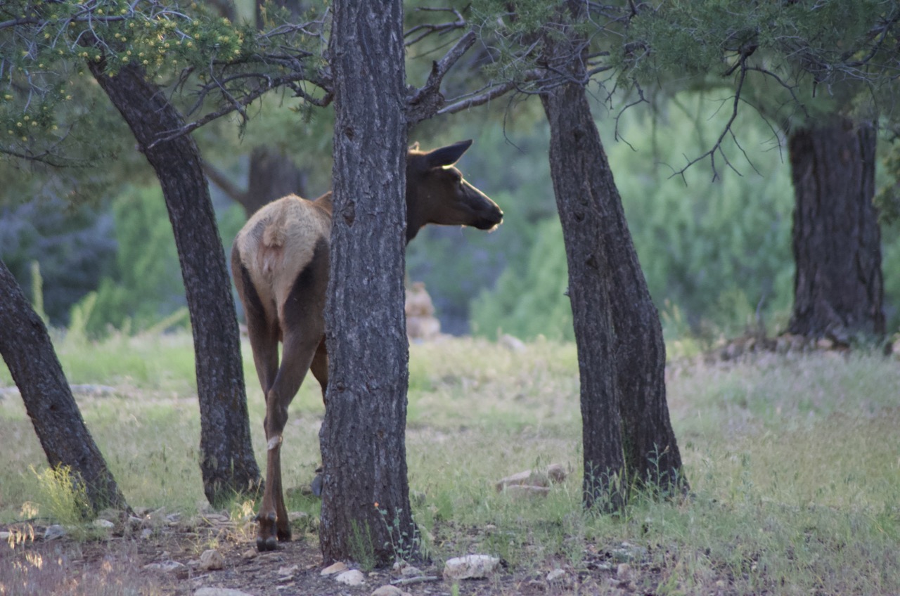 Foraging elk.