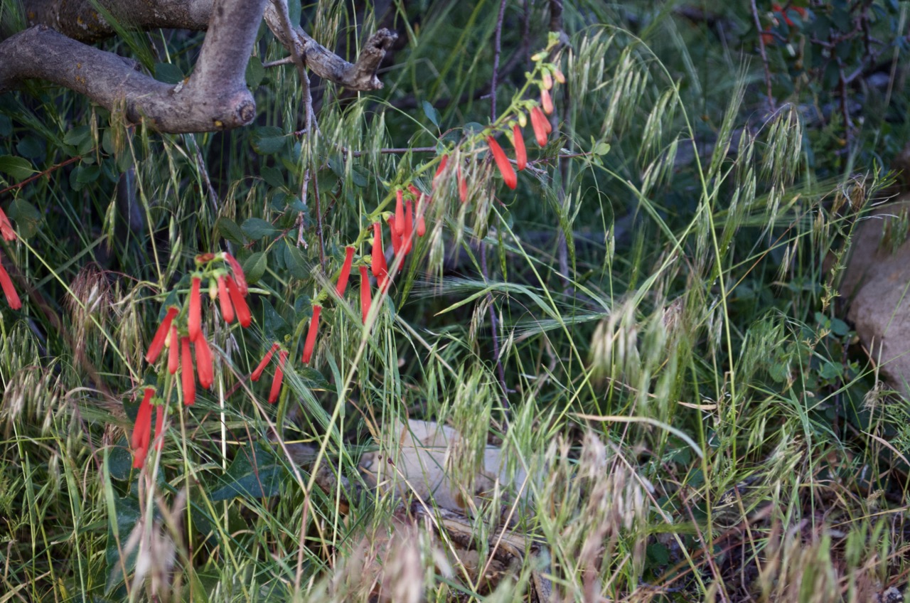 Flowers at the Grand Canyon