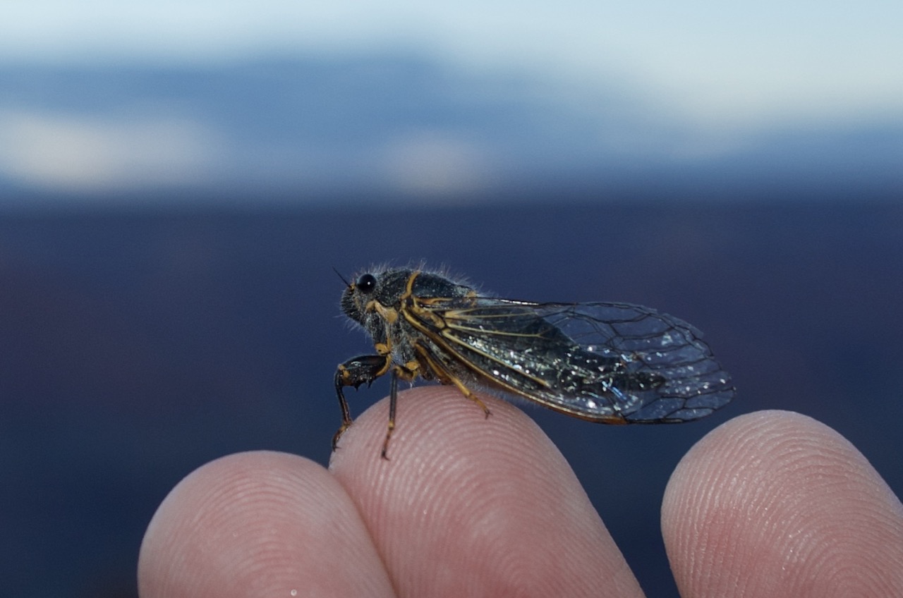 Cicada