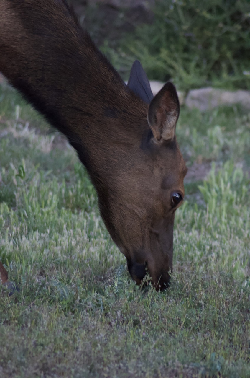 Elk grazing.