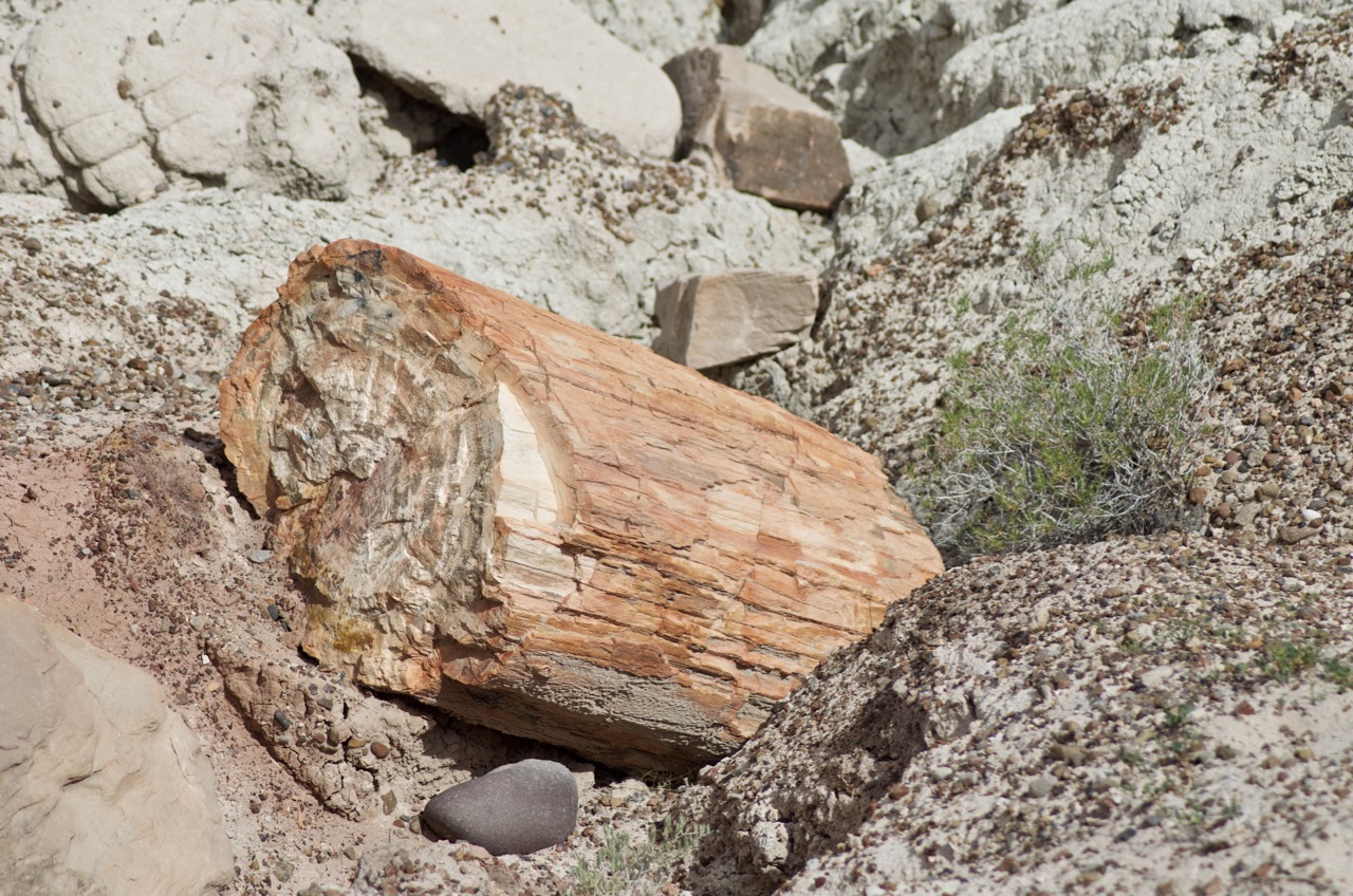 Petrified wood