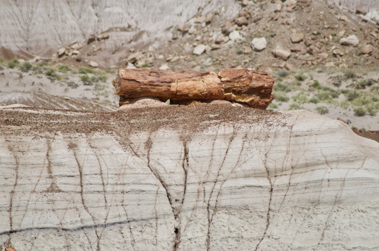 Large petrified wood.