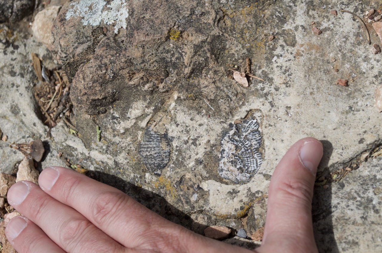 Another ocean fossil at 7000 feet above sea level.