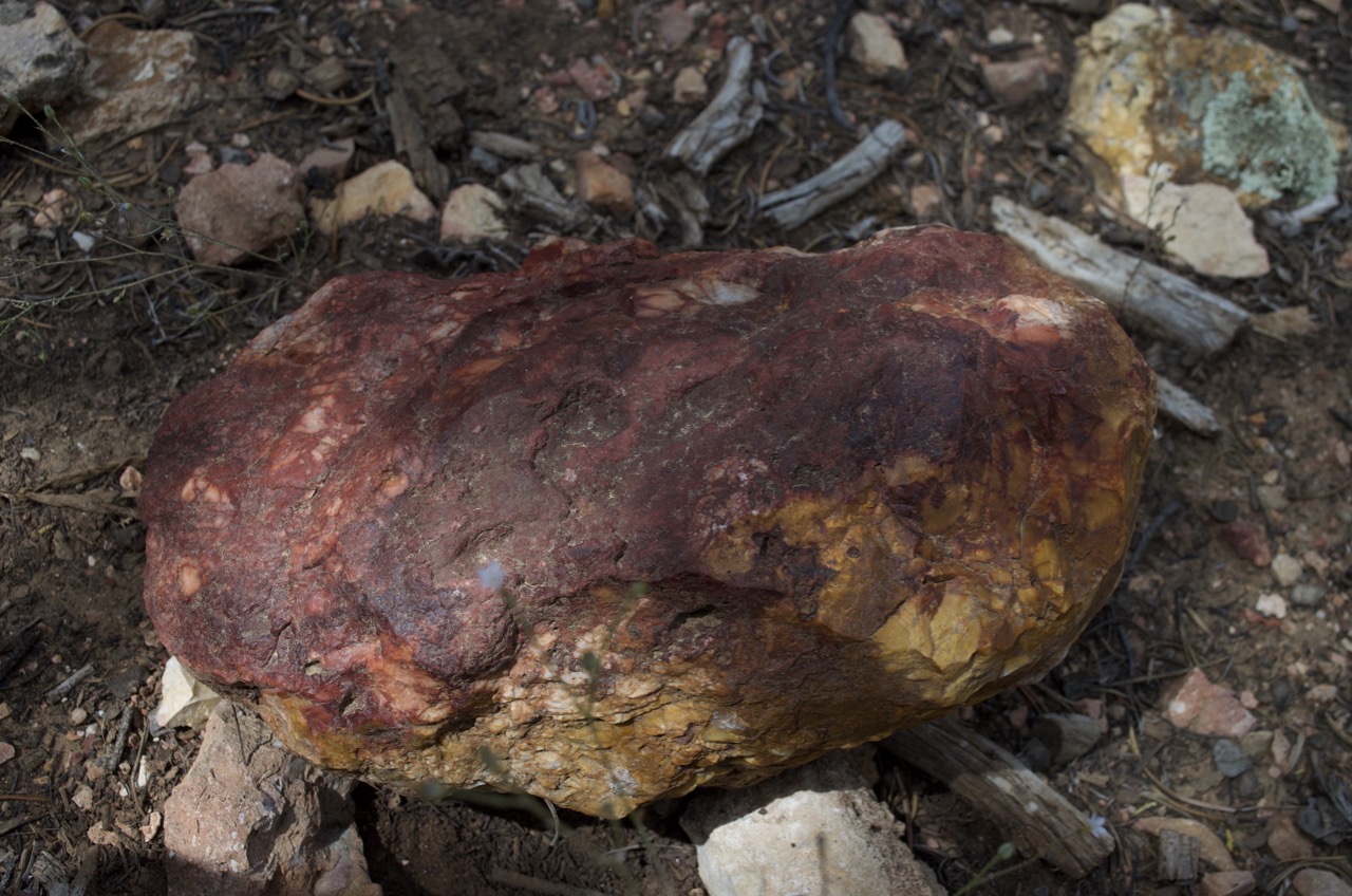 Yes, we even found petrified wood!