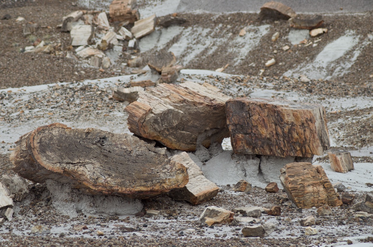 Large petrified wood.