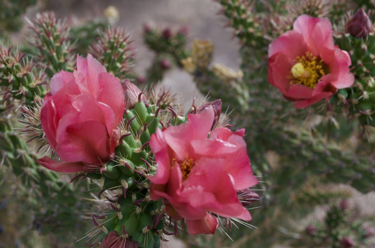 Flowering desert succulent.