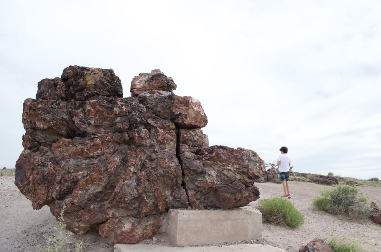 One of the largest Petrified logs in the park.