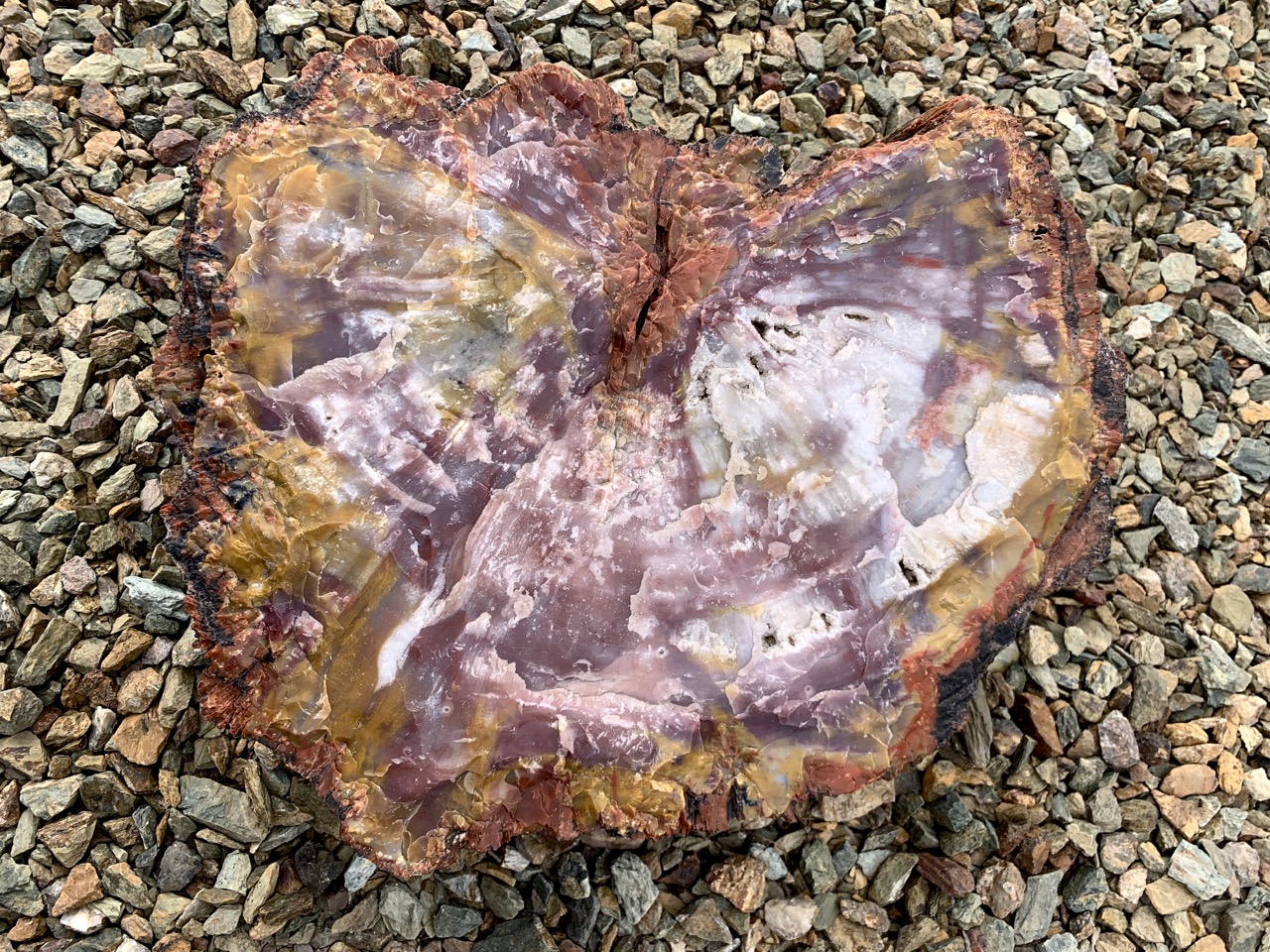 My favorite Petrified Wood photo