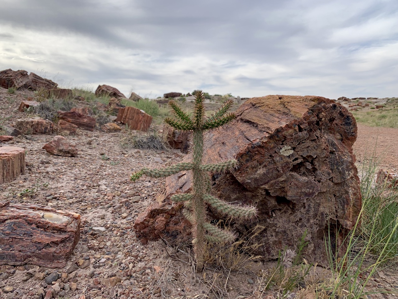 Desert succulent and petrified wood.