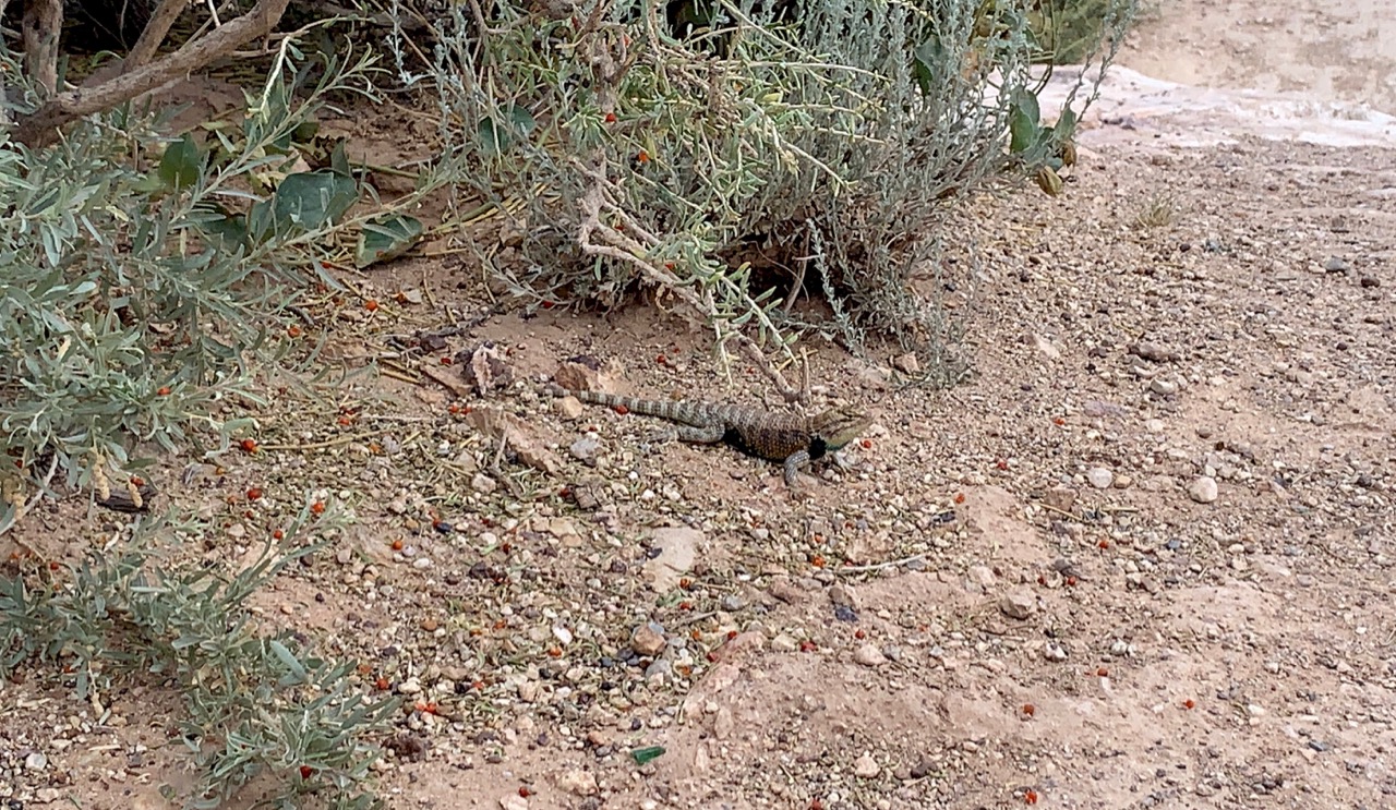 Arizona reptile also enjoying sunrise near Horseshoe Bend.