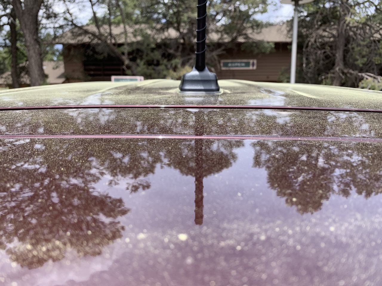 Pollen collected on the car in under 48 hours.