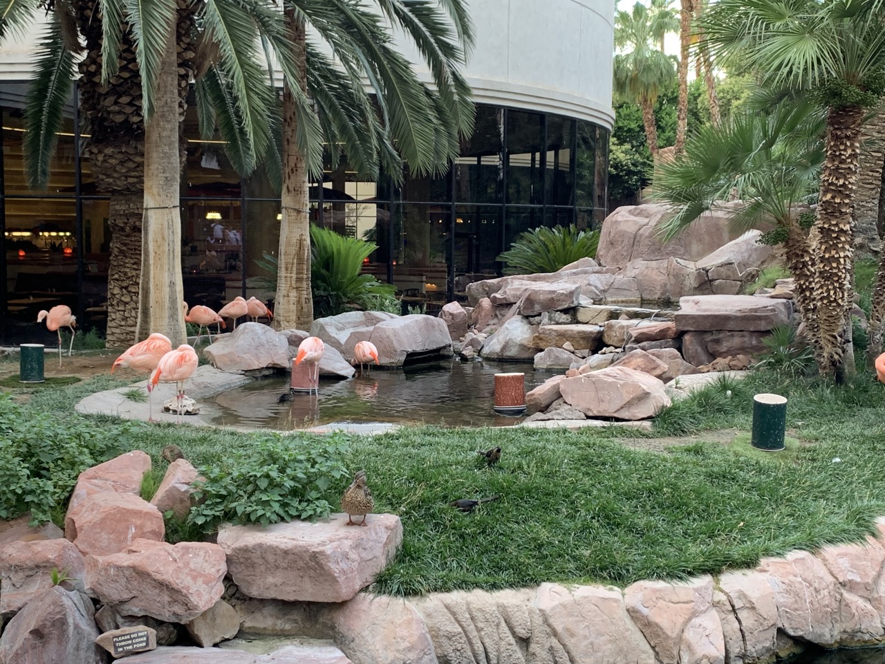 Visiting the flamingos at The Flamingo.