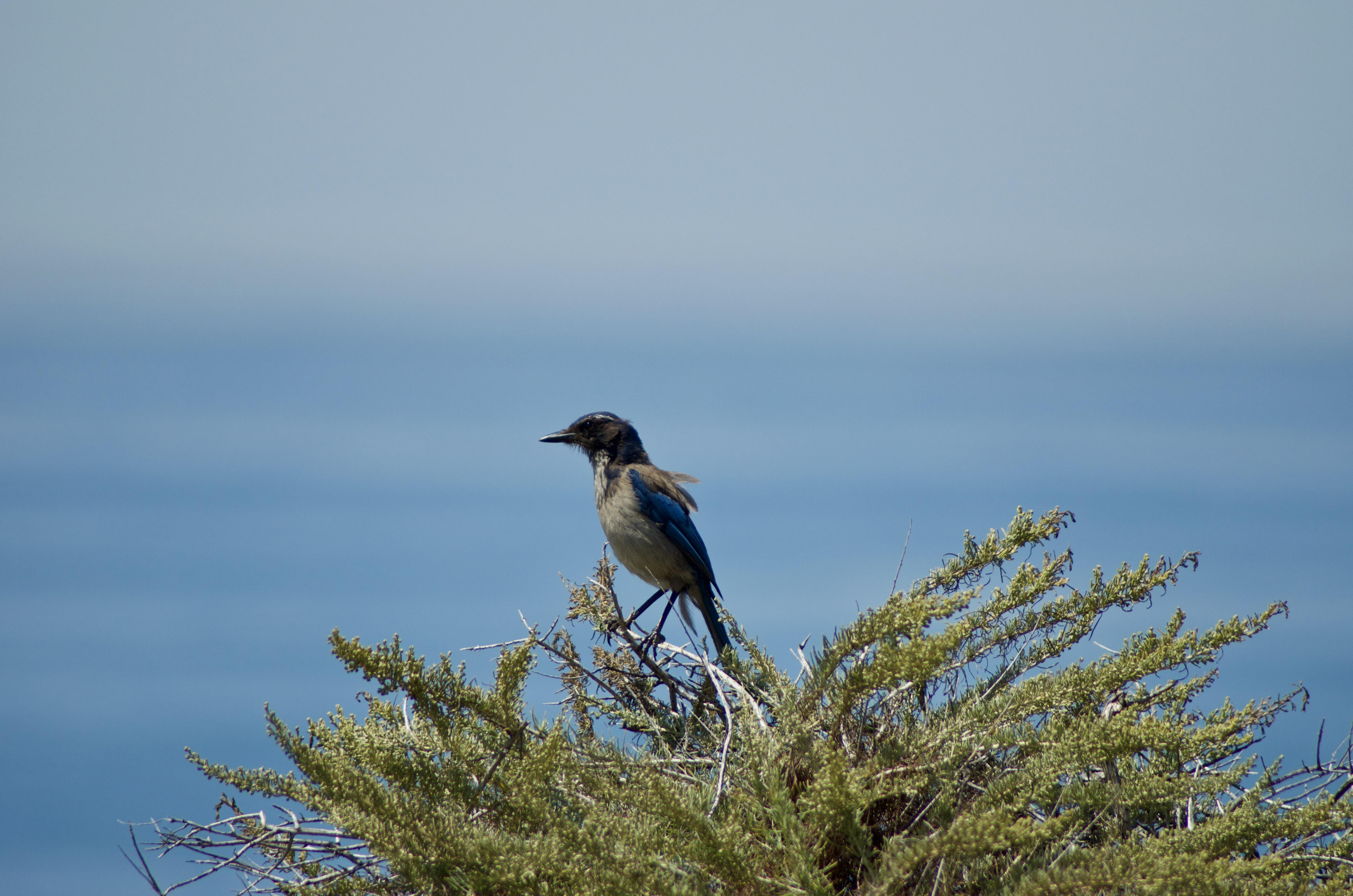 Birds enjoy the views from highway 1, too.