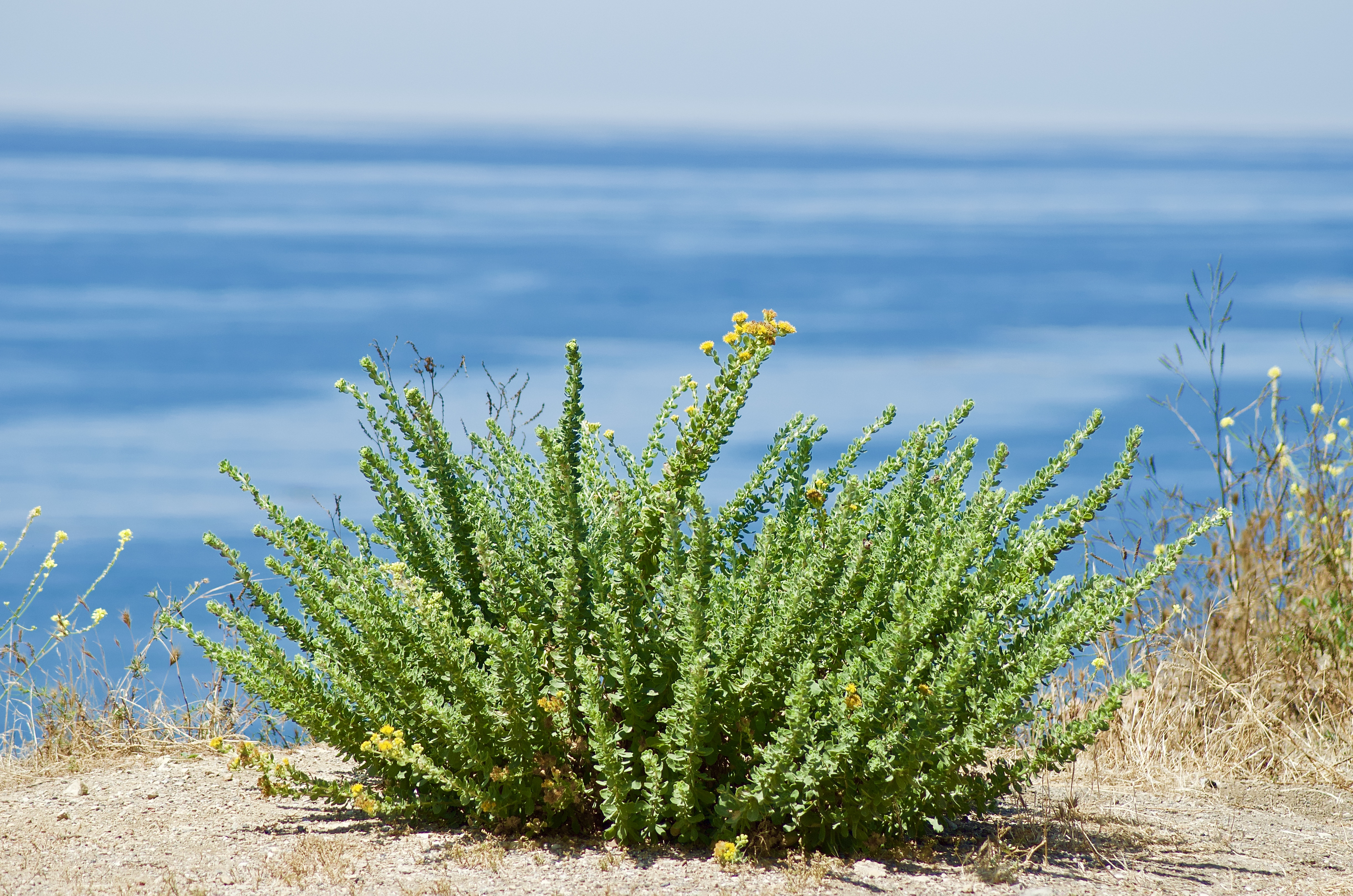 Scenery along the PCH.