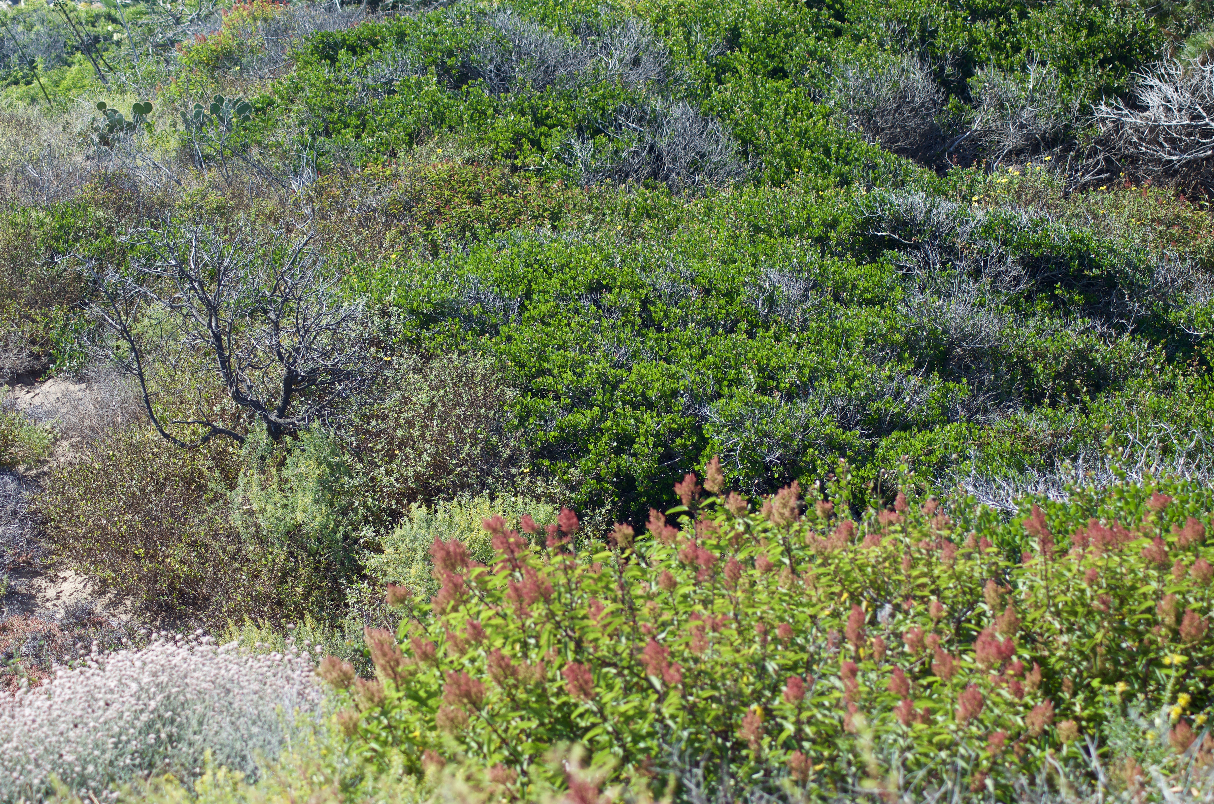 Low foliage grows near the beach along the Pacific Coast Highway.