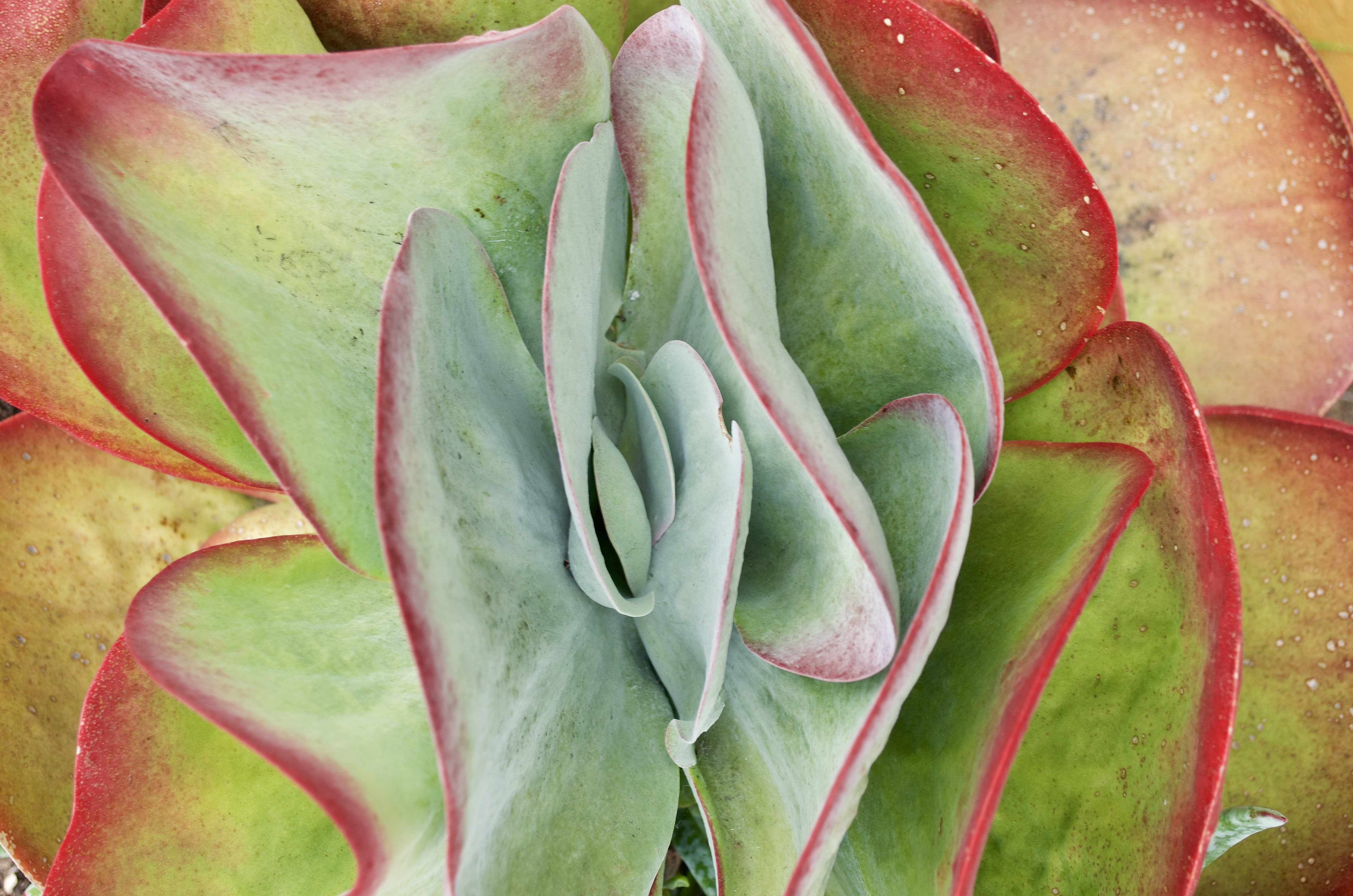 Closeup of a succulent.