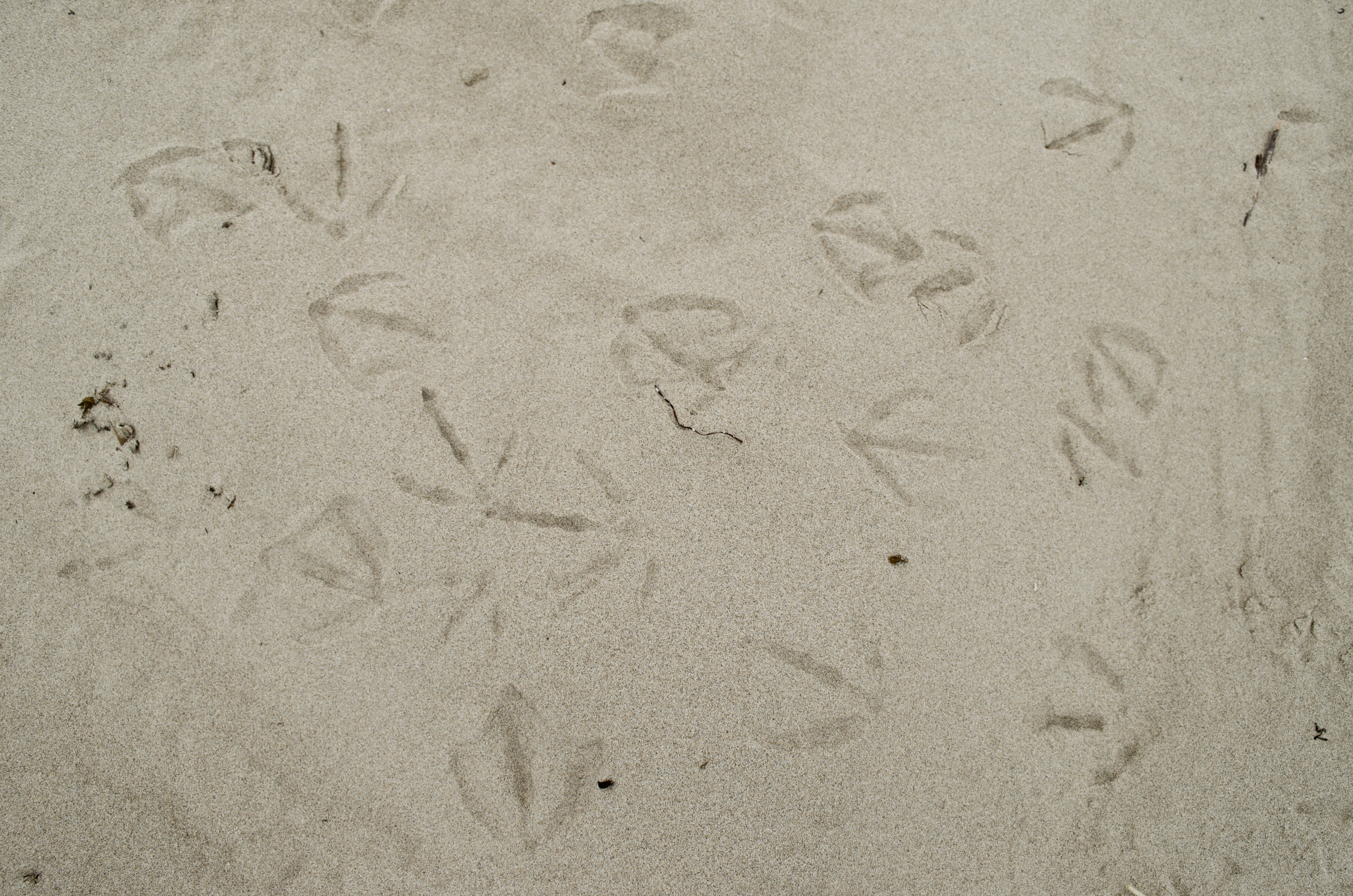 Birdprints.