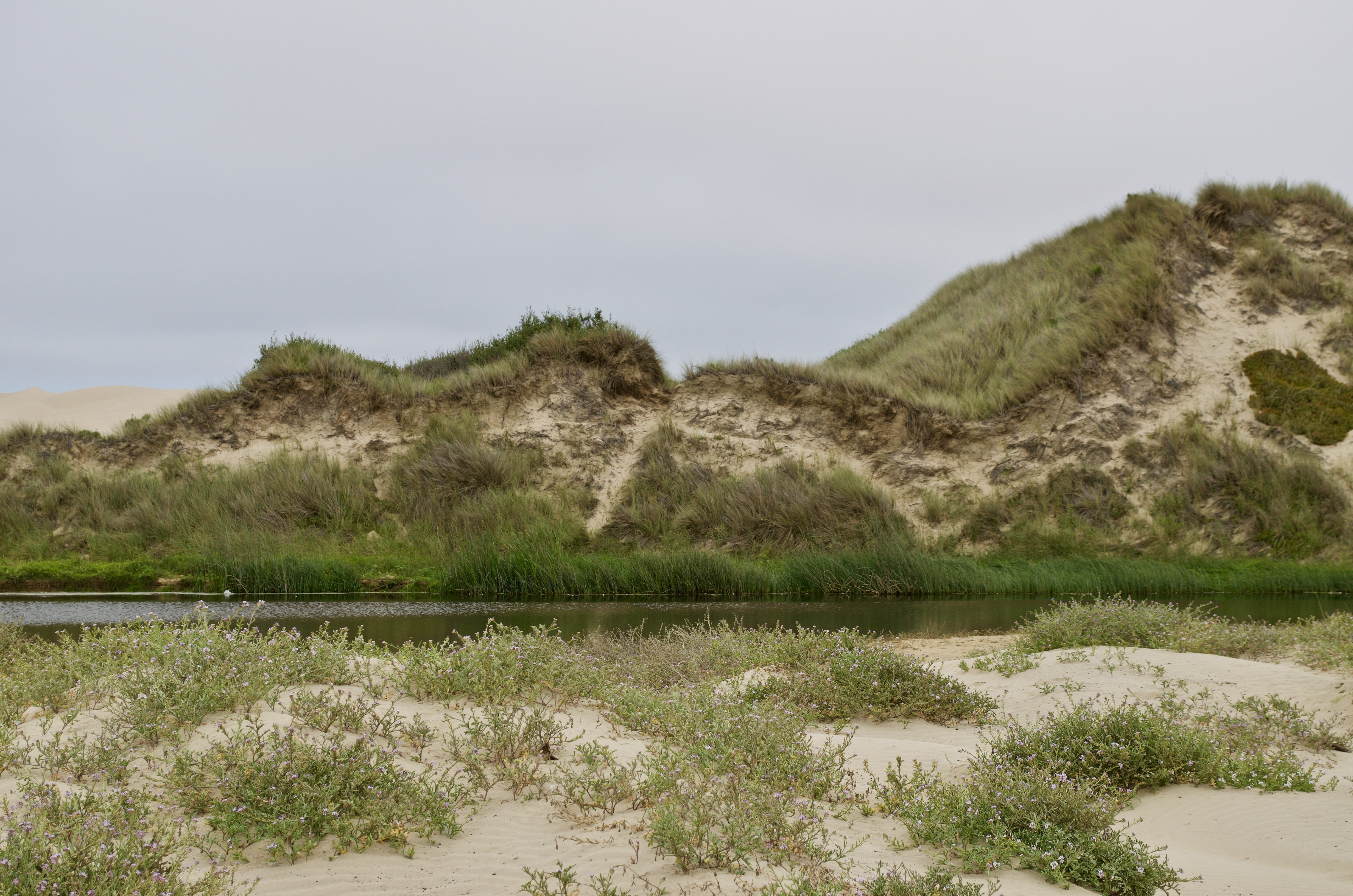 Dunes at Oceano, California.