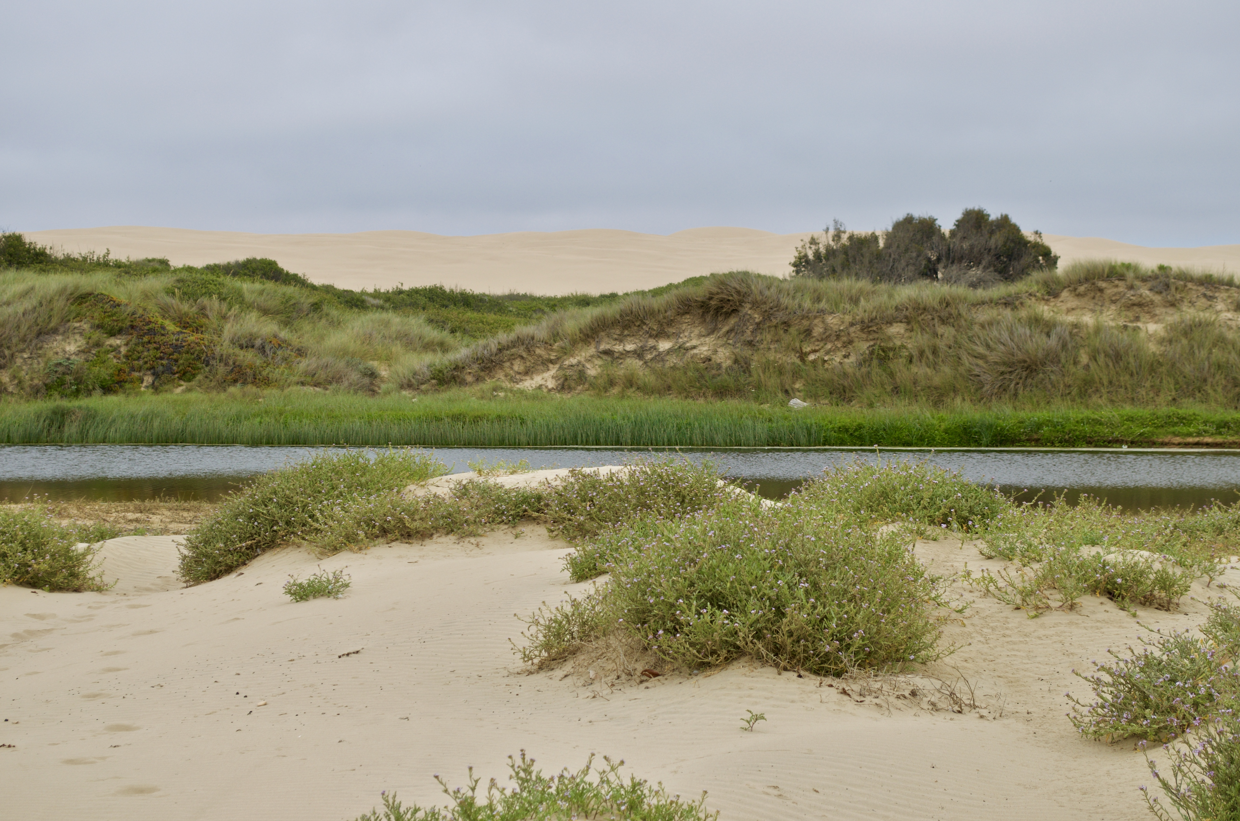 Dunes at Oceano, California.