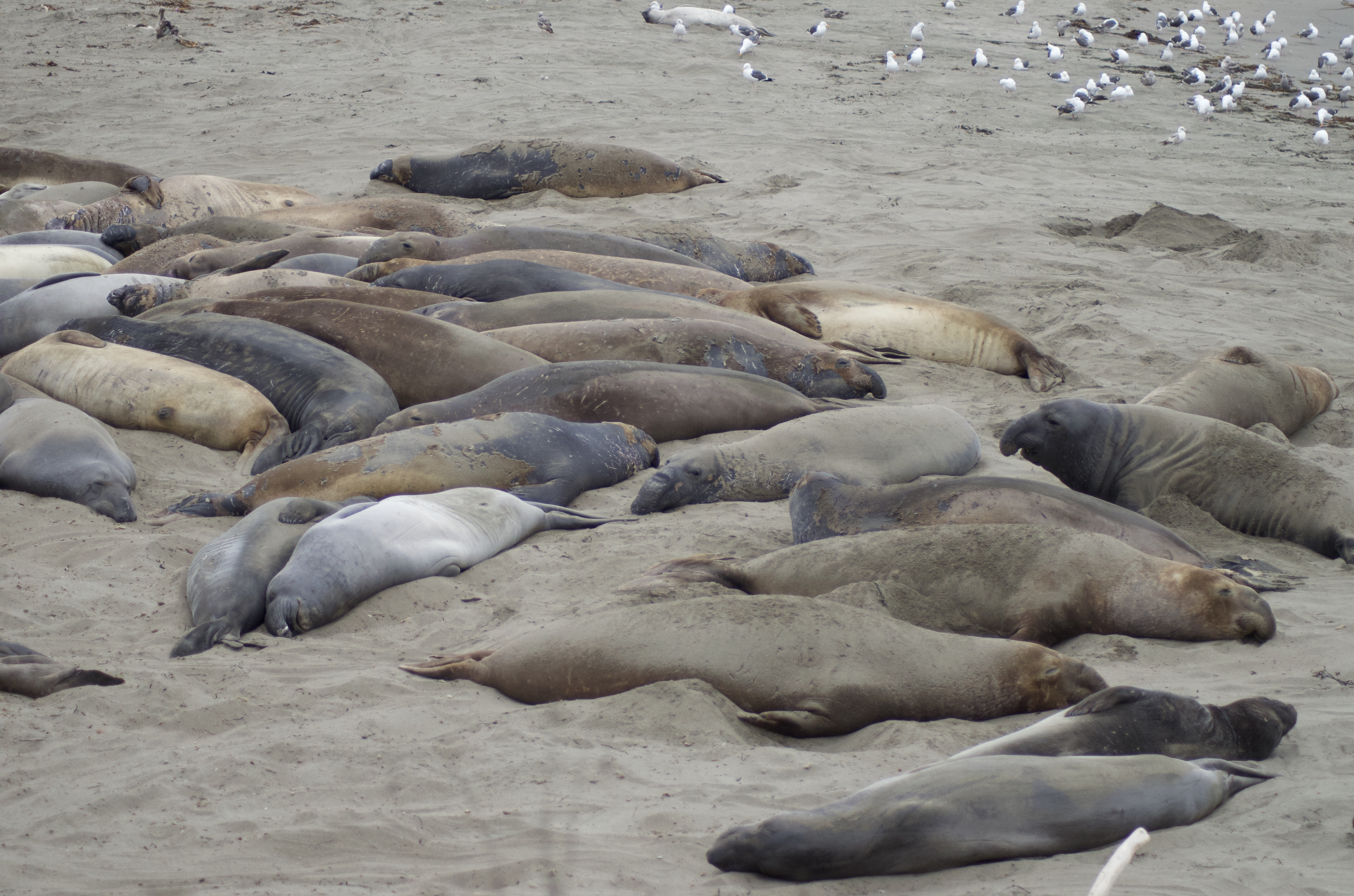 A group of elephant seals.