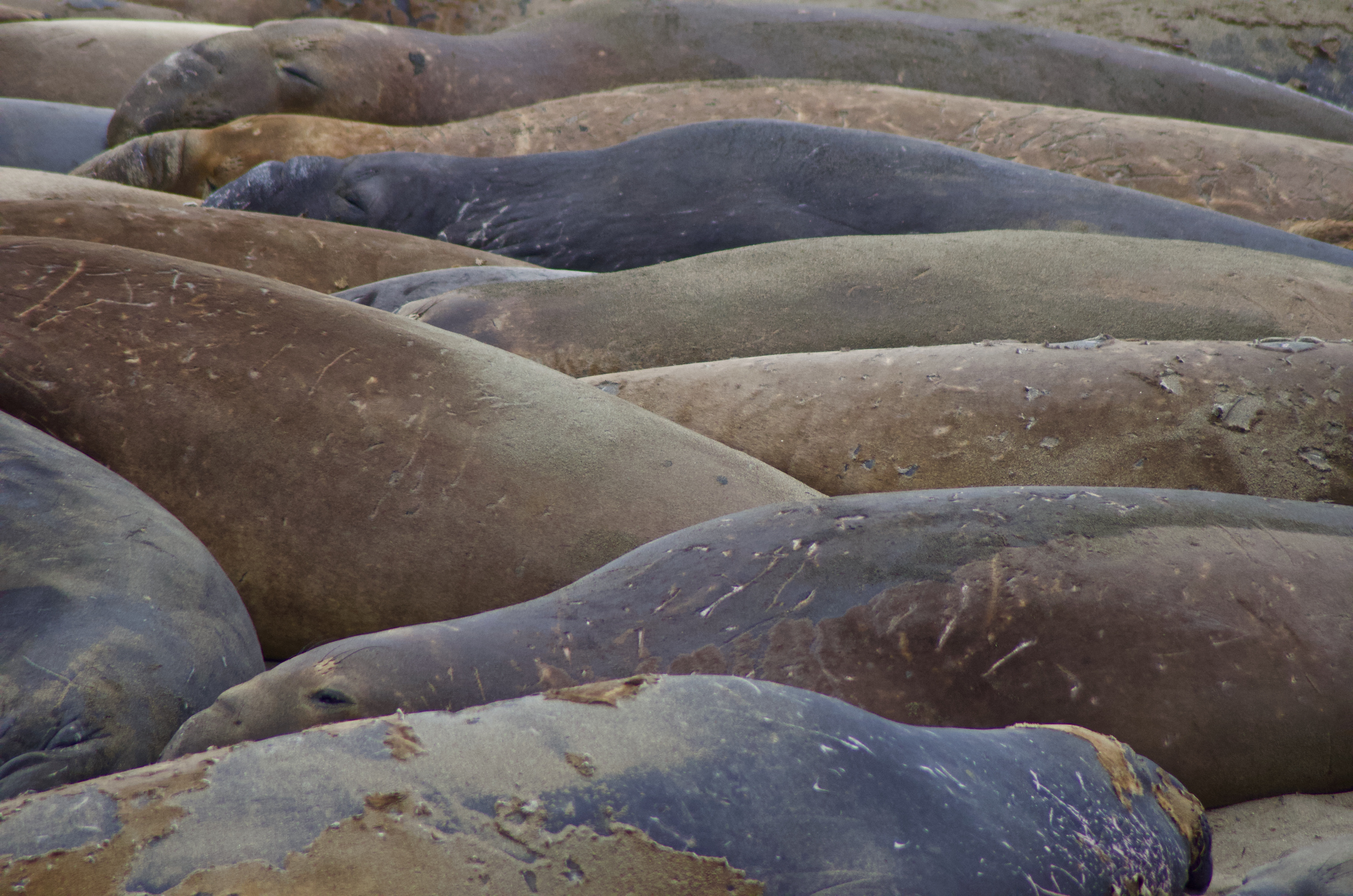 Colorful elephant seals.