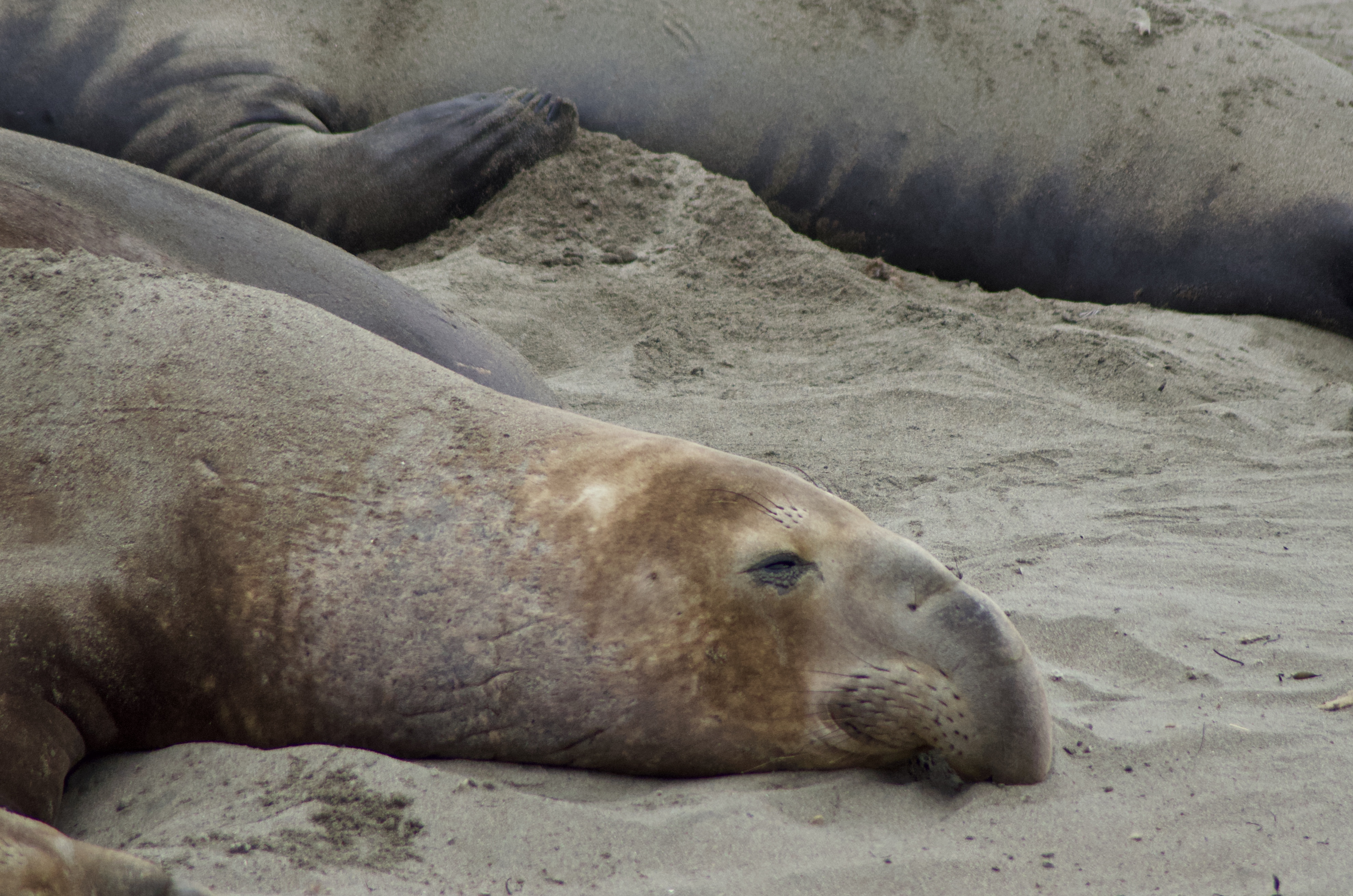 So tired after a day of eating and sleeping on the beach.