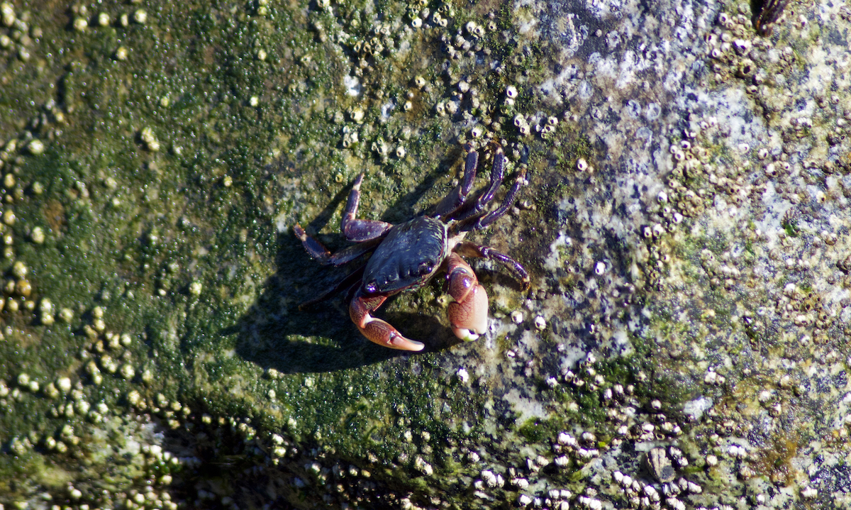 Crab at Fisherman's Wharf.