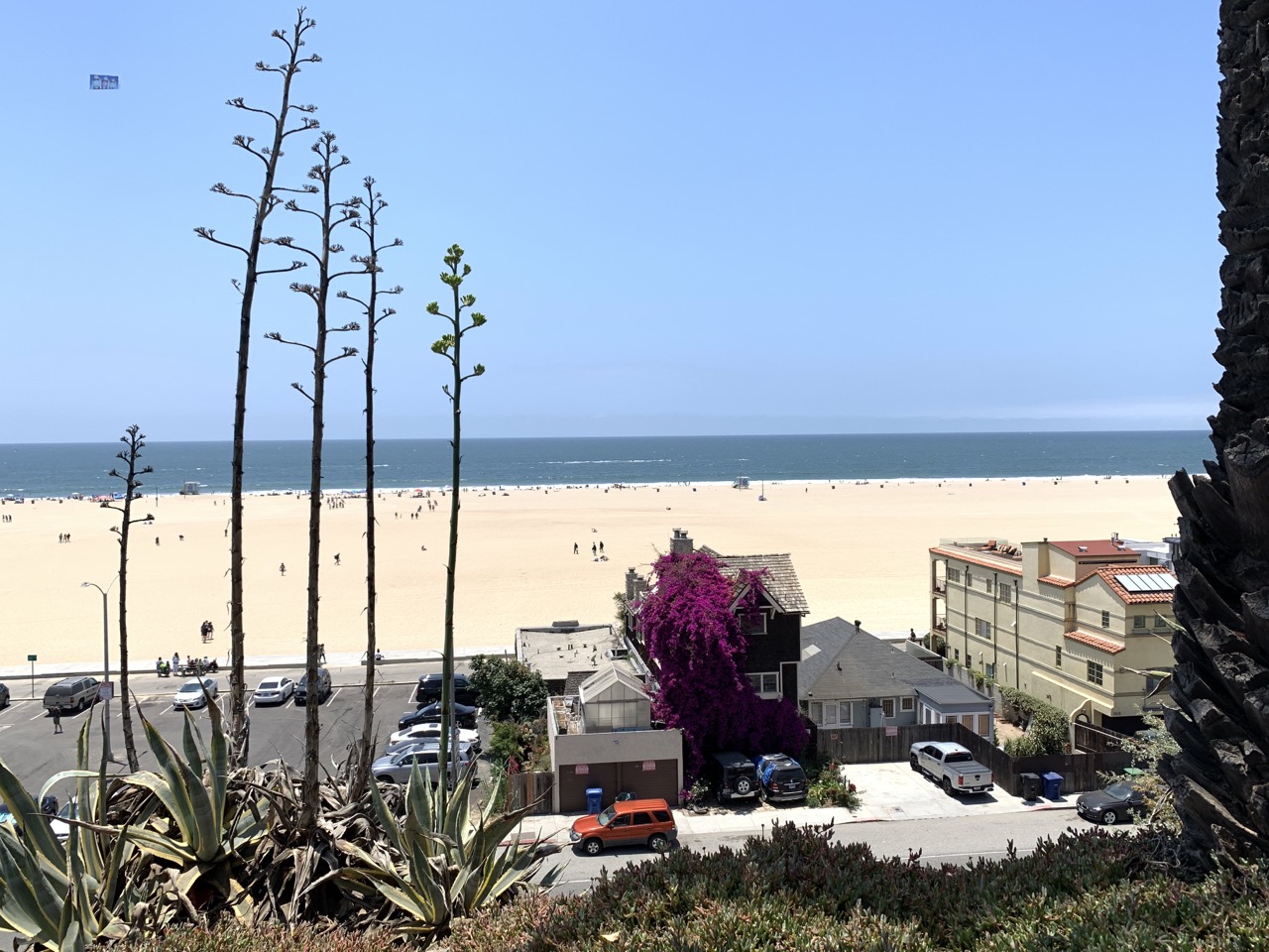 Some tall century plants frame the beach at Santa Monica, California.