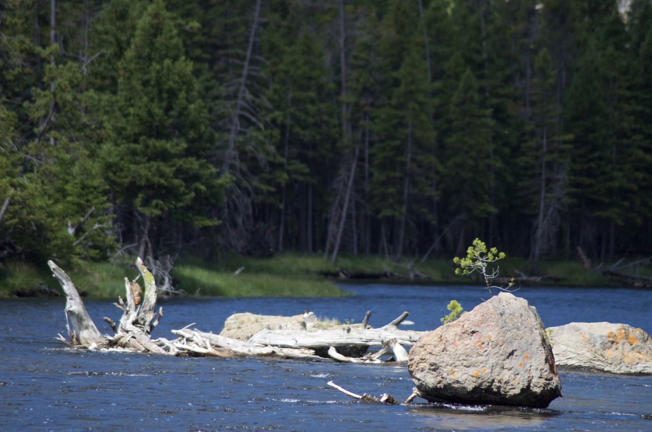 Gibbon River in Yellowstone National Park.