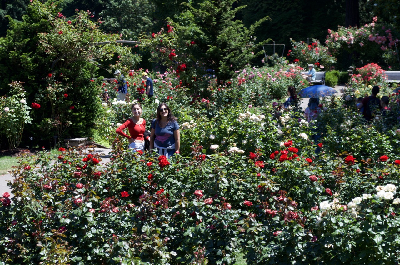 Wide shot of the International Rose Test Garden.