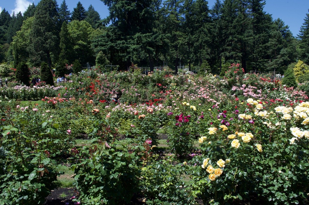 Wide shot of the International Rose Test Garden.