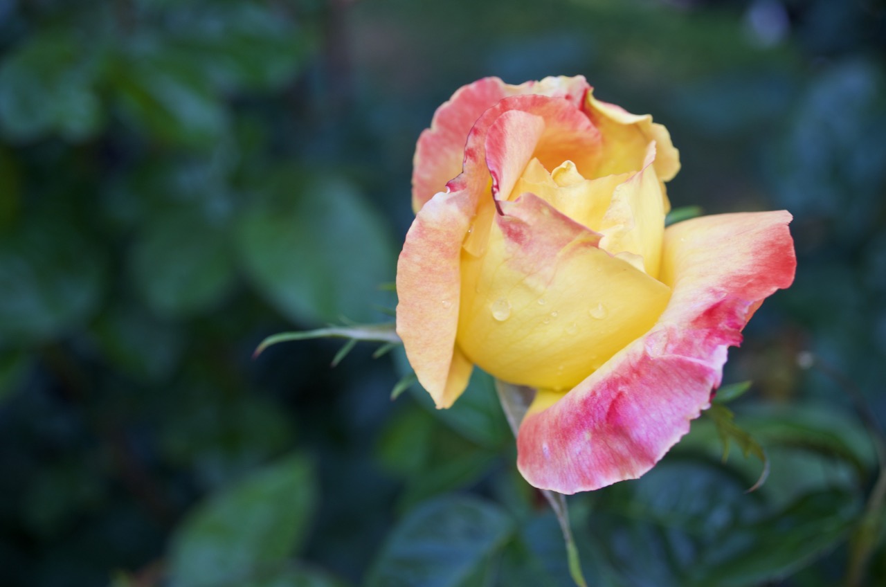 One of the 650 varieties of roses in bloom at the International Rose Test Garden.