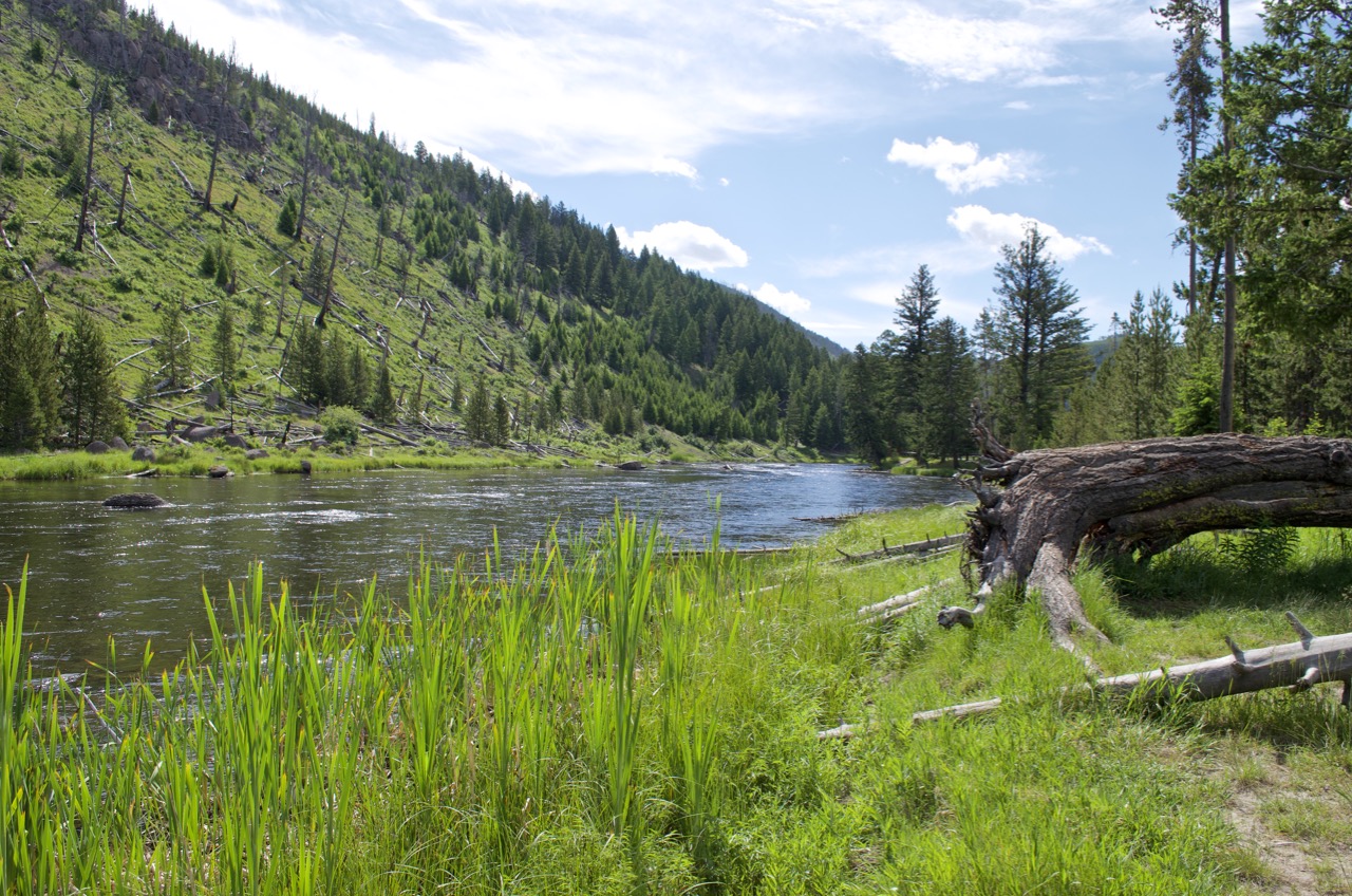 Madison river, near the West Entrance.